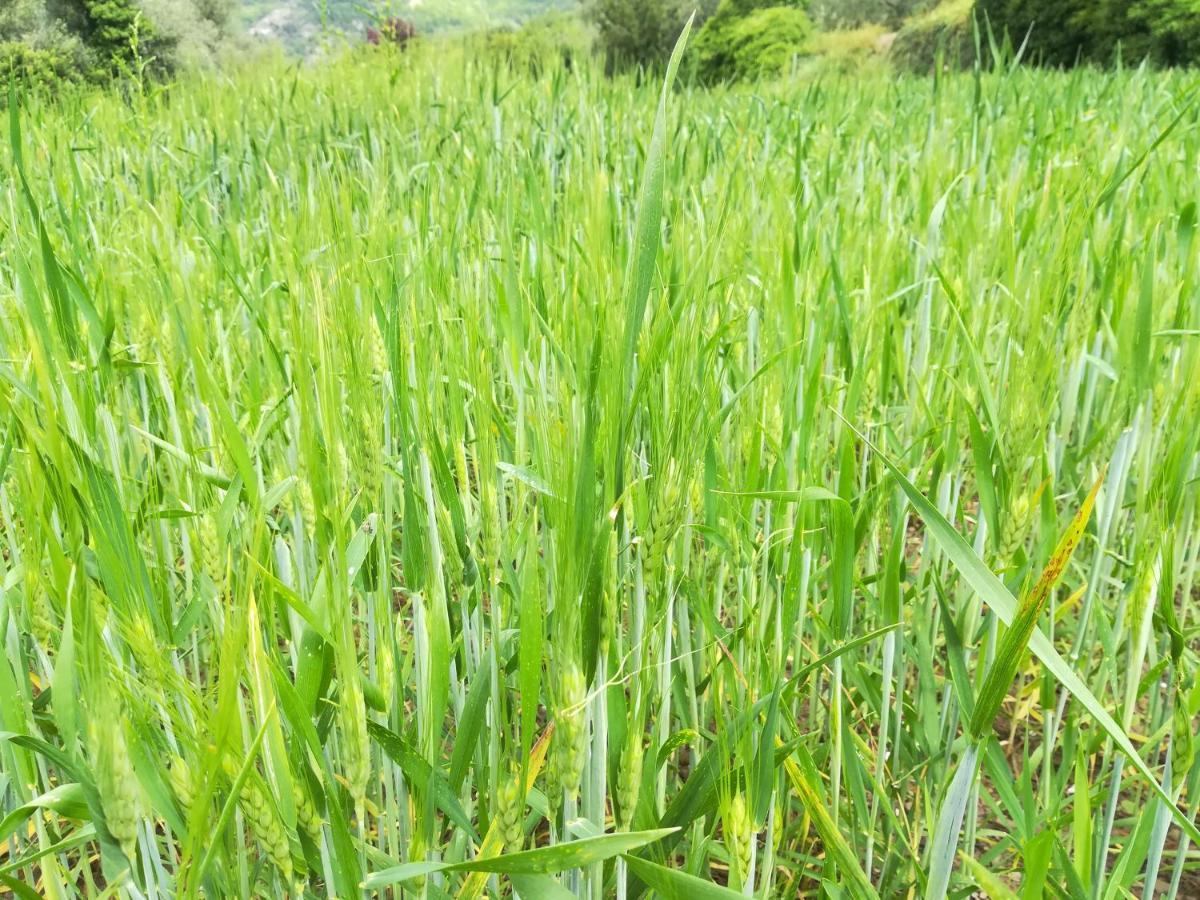 Agricampeggio U Beriun Onzo Exterior foto